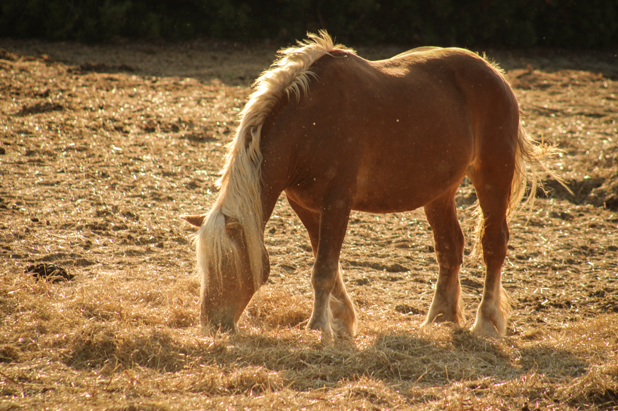 Cheval